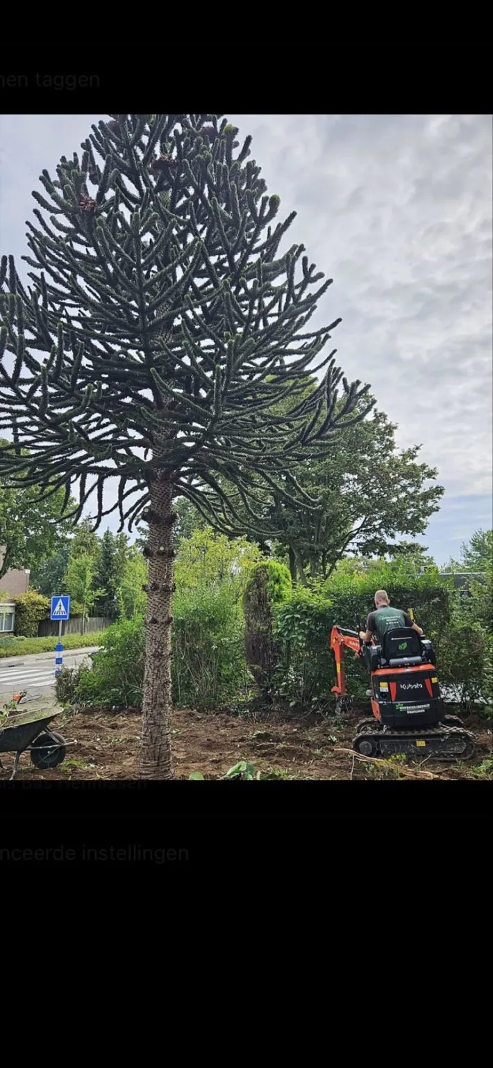 Apenboom rooien in een voortuin