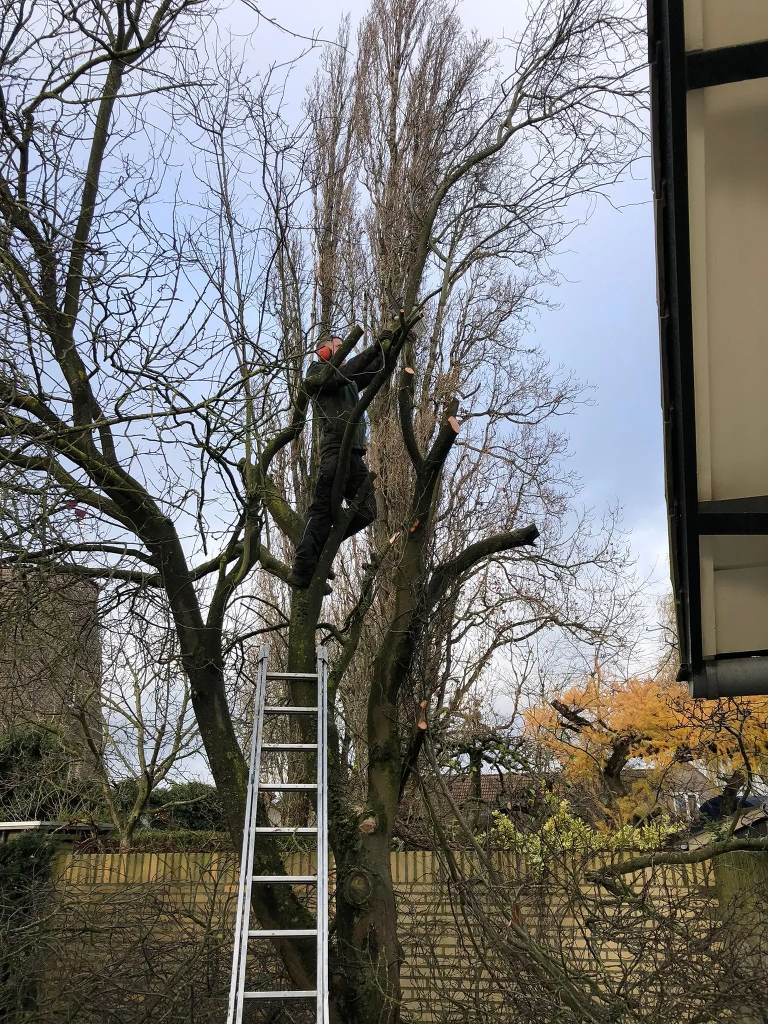 Boom snoeien met de ladder
