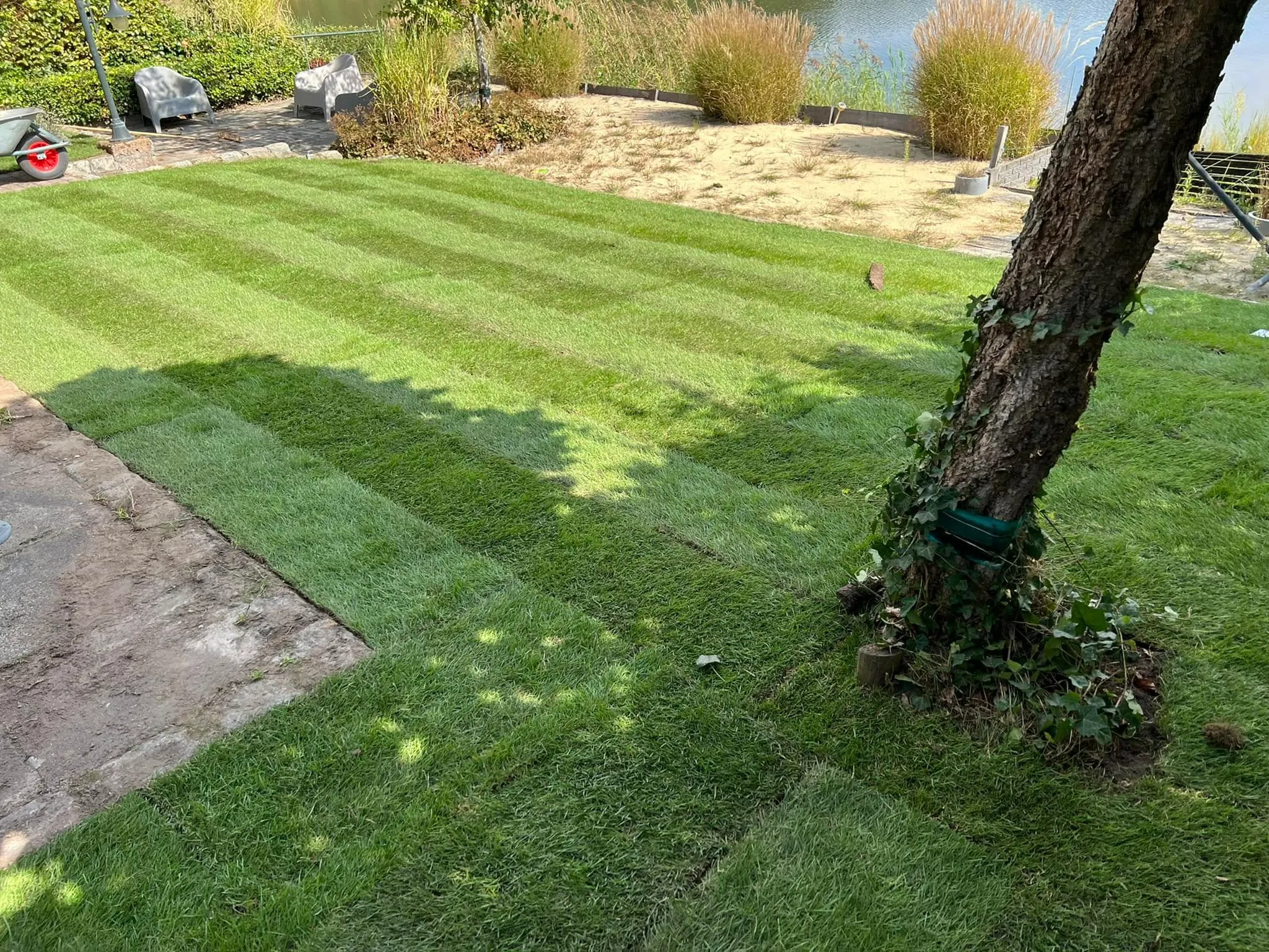 Gazon onder de boom aan de plas