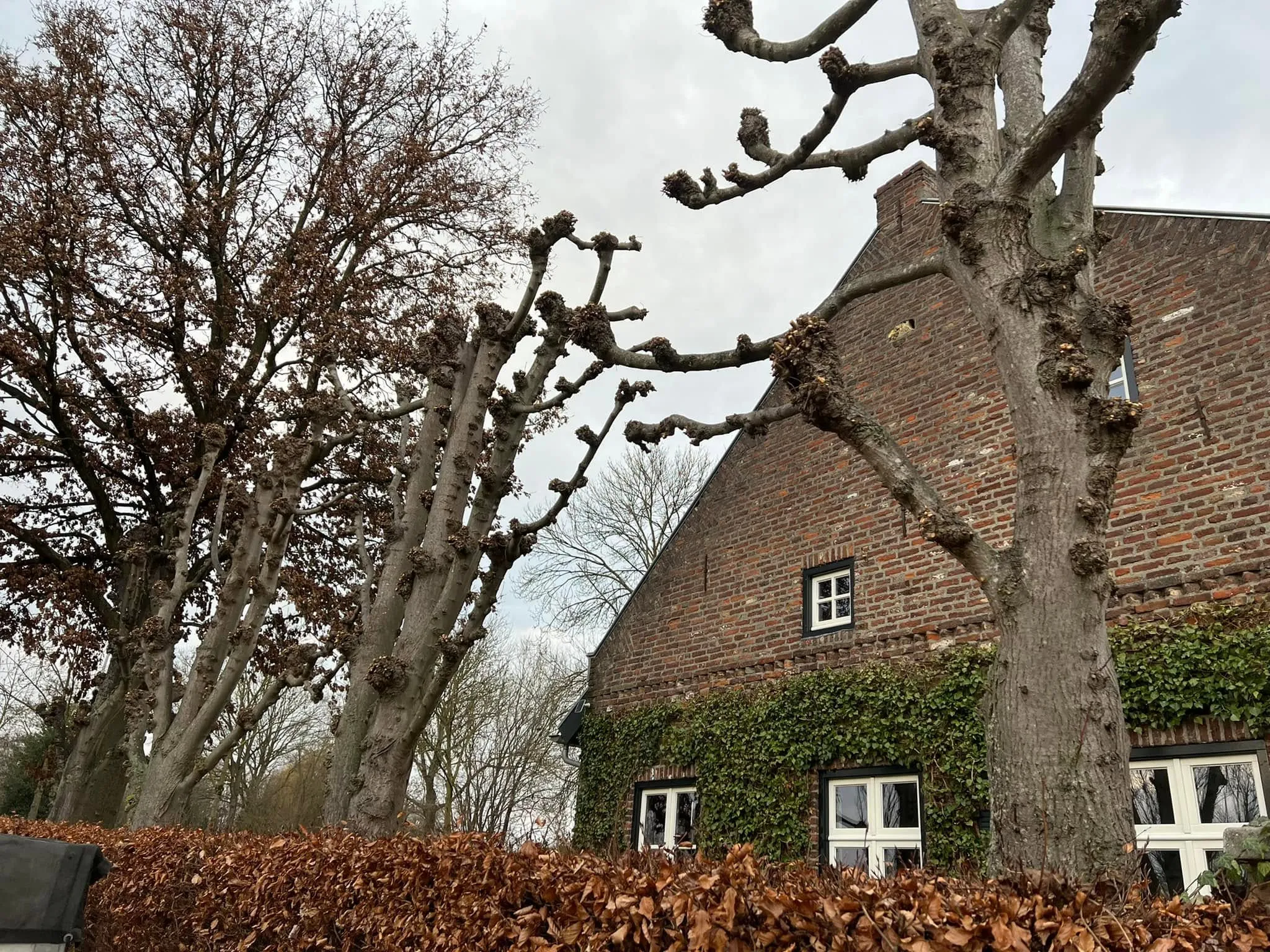 Leibomen knotten bij een monumentale woning